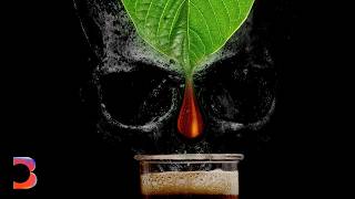 The Growing Toll of Americas Booming Kratom Industry [upl. by Nahsyar]