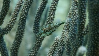 Filefish uses instant camouflage to vanish [upl. by Riccio]