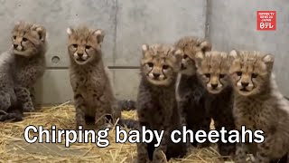 Chirping baby cheetahs [upl. by Ahsenaj]