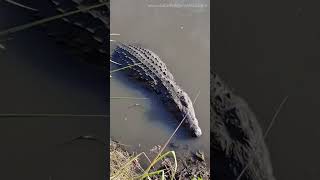 Our heart pounding encounter with Massive Nile Crocodile at Mikumi National Park Safari [upl. by Yelloh]