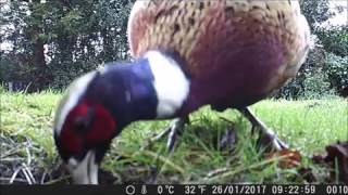 Testing the Crenova Trail Camera [upl. by Hyman]