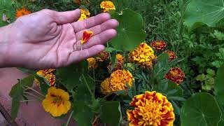 Explore Colorado Gardening tips from The Little Nell [upl. by Neemsay]