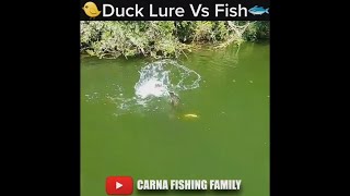 🐥 Duck Lure vs Fish 🐟 fishing silure shorts [upl. by Eannej]