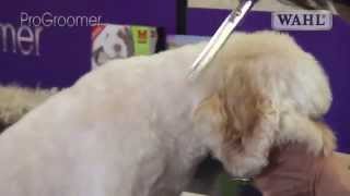 Grooming Guide  Cockapoo Pro Groomer [upl. by Leterg]