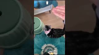 Confusing behavior in cats🤣🤣😹😹 cat cats cutecat fyp funny funnyvideos fouyou usa [upl. by Johnsson90]