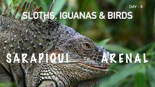 BIRDING IN THE LAND OF SLOTHS amp IGUANAD in Costa Rica 4K [upl. by Chubb]