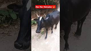 Manokmna Puri Hogi  Gaiya Wala🐮 Ranjan Pandey  trending tmkoc viralvideo foryou realitfeelit [upl. by Nob162]