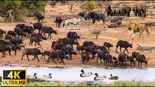 4K African Wildlife Aberdare National Park Kenya  Scenic Wildlife Film With Real Sounds [upl. by Lyndsey]