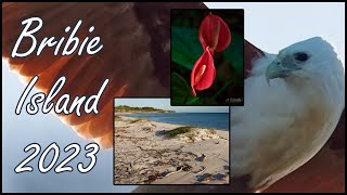 Bribie Island 2023 [upl. by Arley]