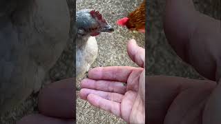 Mainstay of winter chicken diet animallover chickenchick animalshorts [upl. by Myrtice]