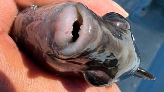 Fishing for Tautog in New Jersey  Part II of our Tog Fishing Series [upl. by Ewan]