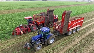 Lifting Sugar Beet  Holmer T430 Exxact amp Grimme HAWE RUW 4000 Chaser  Breure Klaaswaal [upl. by Morvin712]