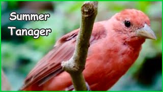 Summer Tanager Bird Song on a Native American Style Flute [upl. by Linc644]