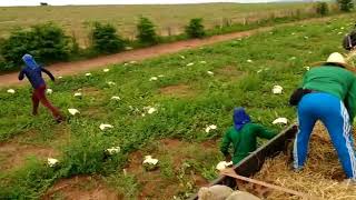 Carregamento de melancia em Cerqueira Cesar [upl. by Ihab]