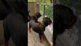 Two Rottweilers Barking At German Shepherds Rottweilers Vs German Shepherd shorts rottweiler [upl. by Nelon748]