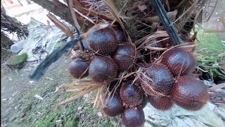 beli salak manis di kebun salak air joman [upl. by Swetlana]