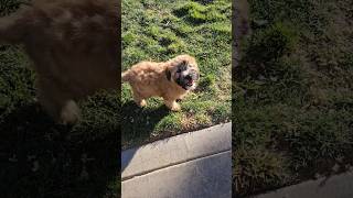 Wheaten Terrier Puppy 🐶 Owen [upl. by Lezley]