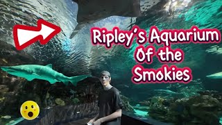 Ripley’s Aquarium of the Smokies  Gatlinburg TN [upl. by Ainig292]