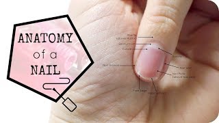 Anatomy of the Nail [upl. by Analihp498]