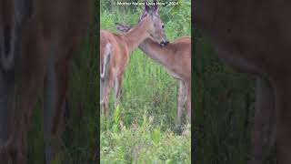 2 Whitetailed does mutually grooming 1 [upl. by Kra]