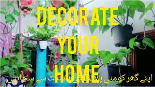 Decorate Your Home With Hanging plants  Money Plants Hanging Basket 🧺 [upl. by Abita]