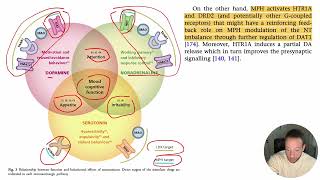 Ritalina e Venvanse Neurotransmissores [upl. by Sabas]