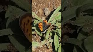 Borboleta Lycaena phaleas 🦋💚 [upl. by Nwahsek]