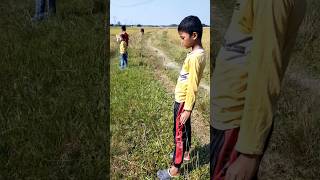 Enjoyment in the rice field during harvest timenaturalbeauty paddy [upl. by Nathanson]