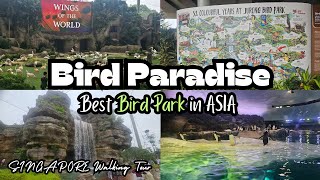 A Day at Bird Paradise Singapore Top Attractions and Highlight [upl. by Ardnuaek]