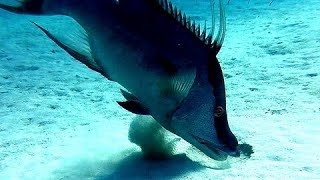 This male giant hogfish was once a female [upl. by Ecnerual]