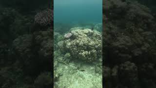 Snorkeling Adventure Once Islas Zamboanga [upl. by Masterson]