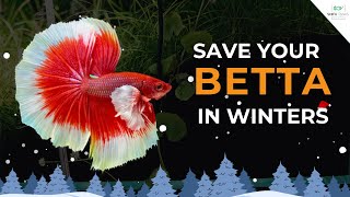 Secrets to Perfect Betta Fish Winter Care Hindi ❄️ How to Take Care of Betta Fish in Winter [upl. by Baron]