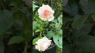 强香玫瑰系列 Fragrant Roses  Chandos Beauty Rose  英国婚礼用花 Wedding Rose Flowers rosegarden [upl. by Ariad976]