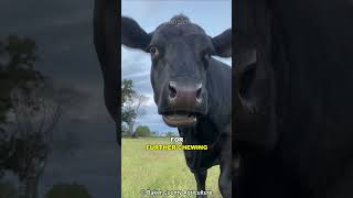 How Do Cows Turn Grass Into Milk [upl. by Faina]