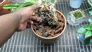 Shriveled Pseudobulbs Cattleya Orchid Update [upl. by Torras324]