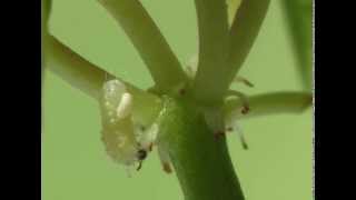 Tachinidae  Aplomya confinis parasitizing Polyommatus icarus [upl. by Llerraf]