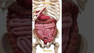 How Does Peristalsis Work [upl. by Cannon629]