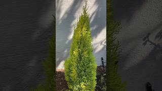 Cupressus macrocarpa “Wilma Goldcrest”  Lemon Scented Monterey Cypress cypress dwarf cupressus [upl. by Marji]