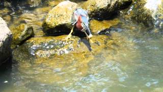 Green Heron fishing with bread [upl. by Anirret325]