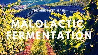 What is MALOLACTIC FERMENTATION  How does it affect your wine [upl. by Eniledgam]