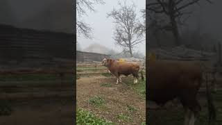 PRODAJA GOLUB 9501000KG TRENUTNO TEŠKAŠ INF NA FB FARMA FETIĆ ILI TIK TOK [upl. by Paco807]