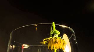 Time lapse flower wilting [upl. by Ardien]