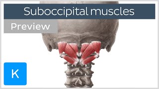 Overview of the suboccipital muscles preview  Human Anatomy  Kenhub [upl. by Leugimsiul]