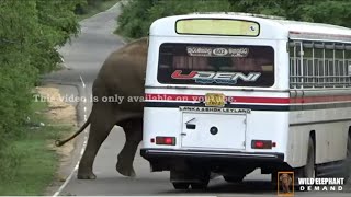 The ferocious wild elephant tried to push the bus into the jungle [upl. by Eelir]