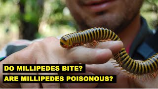 Do Millipedes Sting or Bite Humans [upl. by Abigail]