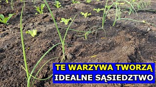 Te Warzywa Chronią siebie przed Szkodnikami Tworzą IDEALNE SĄSIEDZTWO Marchew Cebula Por Seler [upl. by Nileve120]