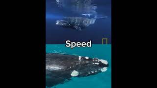 Bowhead Whale vs Southern Right Whale bowheadwhale southernrightwhale [upl. by Thomas]