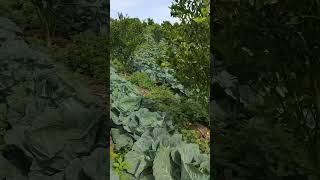 Intercropping farming agriculuture [upl. by Aiksas]