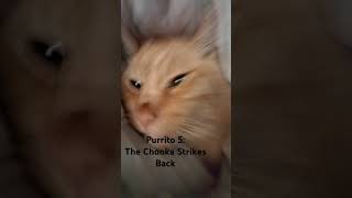 Purrito 5 The Chonka Strikes Back [upl. by Eirhtug644]