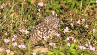 Burrowing Owl Calling [upl. by Loralee]